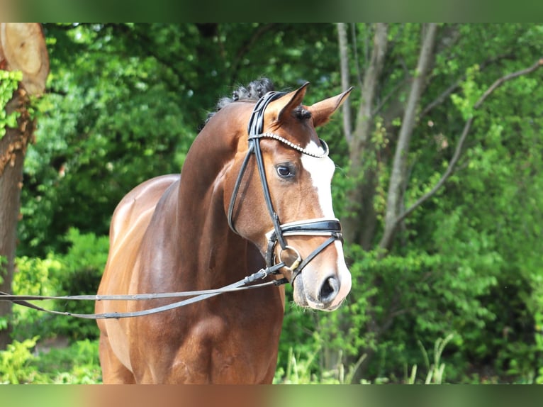 Hanoverian Gelding 3 years 16,1 hh Bay-Dark in Ree&#xDF;um
