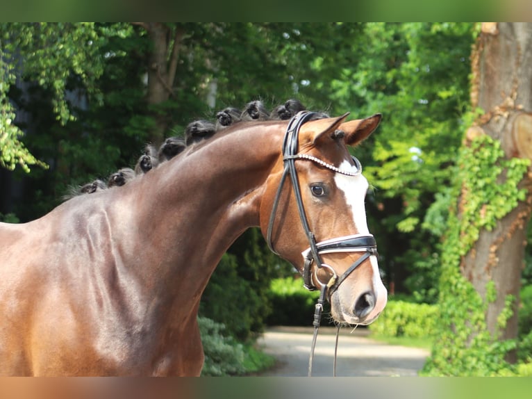 Hanoverian Gelding 3 years 16,1 hh Bay-Dark in Ree&#xDF;um