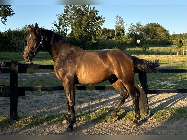 Hanoverian Gelding 3 years 16,1 hh Bay in Jarosławiec