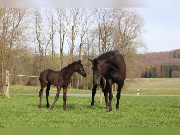 Hanoverian Gelding 3 years 16,1 hh Black in Borgholzhausen