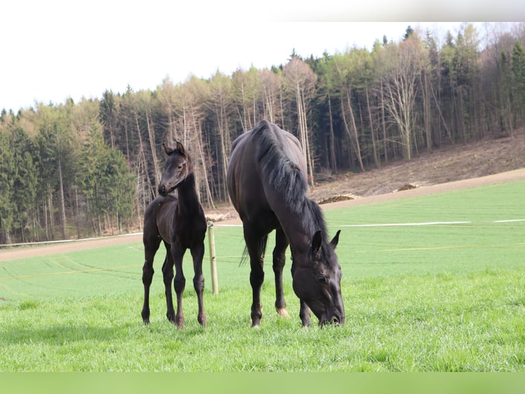 Hanoverian Gelding 3 years 16,1 hh Black in Borgholzhausen