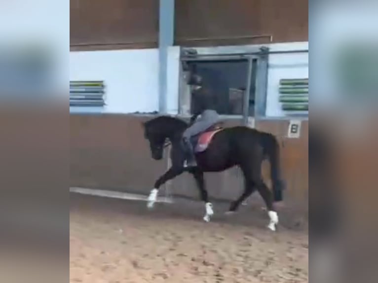 Hanoverian Gelding 3 years 16,1 hh Black in Gnarrenburg
