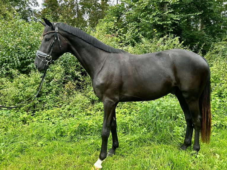 Hanoverian Gelding 3 years 16,1 hh Black in K&#xF6;nigsbrunn