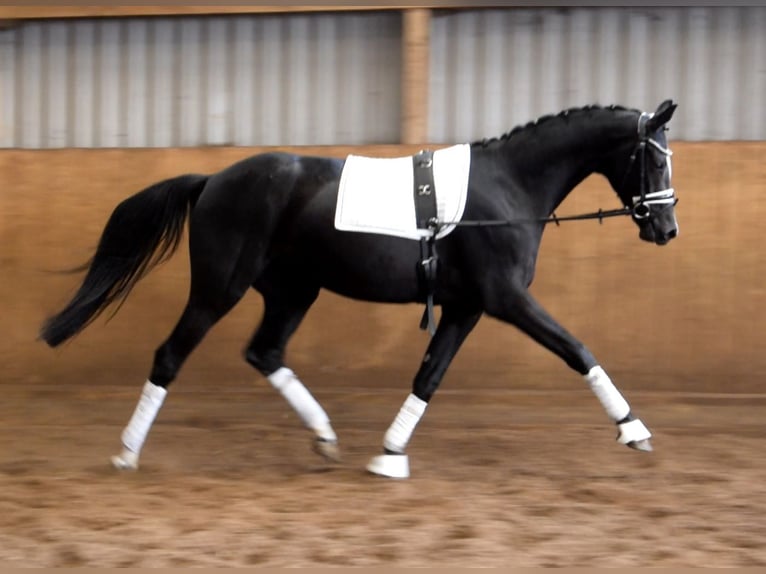 Hanoverian Gelding 3 years 16,1 hh Black in Fredenbeck