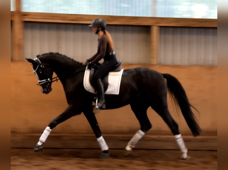Hanoverian Gelding 3 years 16,1 hh Black in Fredenbeck