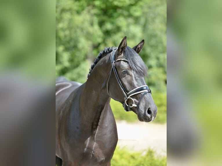 Hanoverian Gelding 3 years 16,1 hh Black in Visbek
