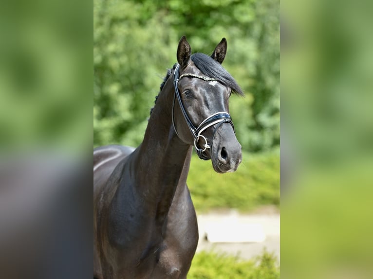 Hanoverian Gelding 3 years 16,1 hh Black in Visbek