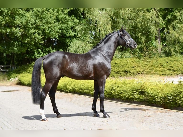 Hanoverian Gelding 3 years 16,1 hh Black in Visbek
