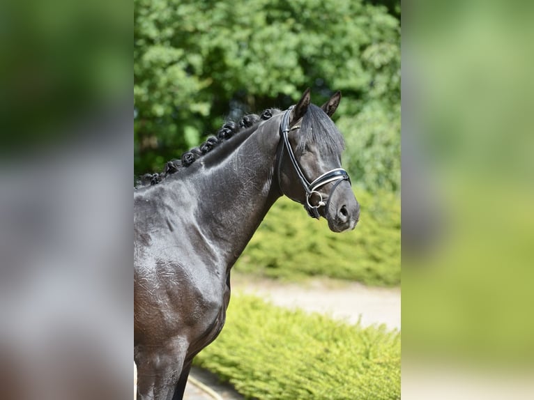 Hanoverian Gelding 3 years 16,1 hh Black in Visbek