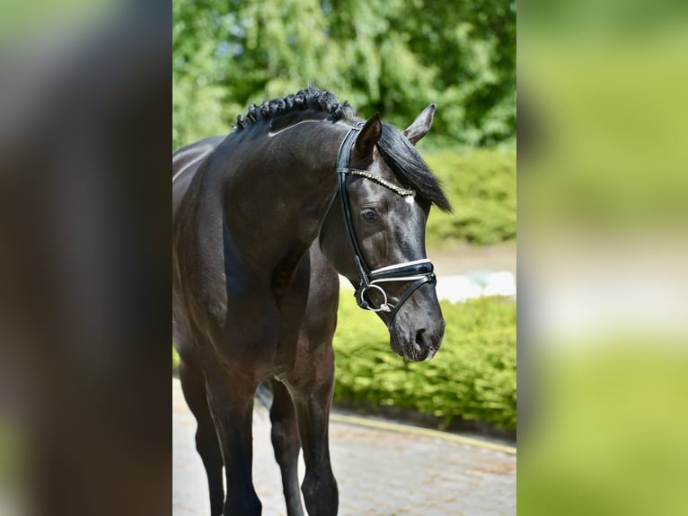 Hanoverian Gelding 3 years 16,1 hh Black in Visbek