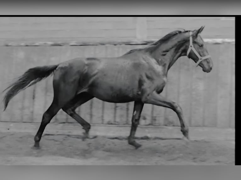 Hanoverian Gelding 3 years 16,1 hh Black in Walchum