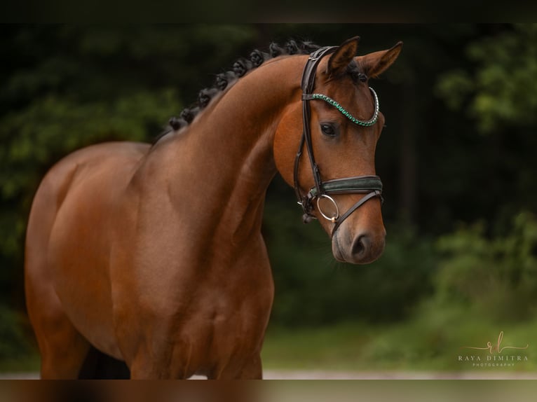 Hanoverian Gelding 3 years 16,1 hh Brown in Wehringen
