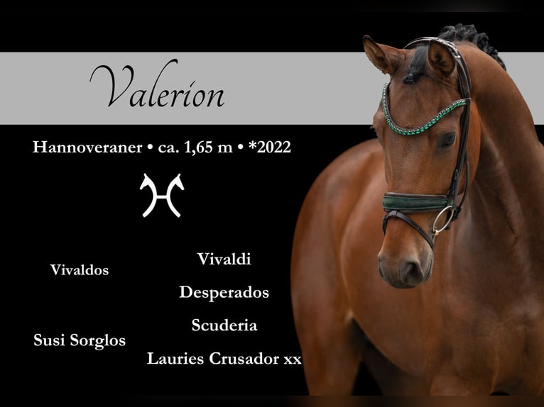 Hanoverian Gelding 3 years 16,1 hh Brown in Wehringen