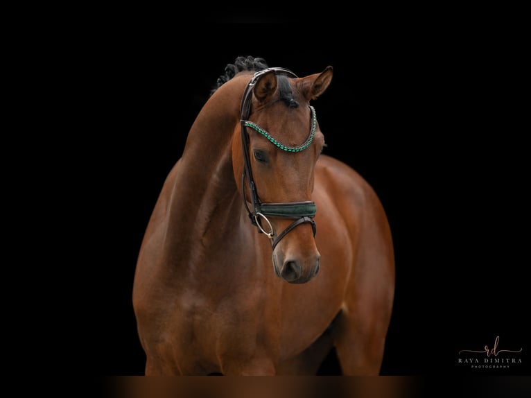 Hanoverian Gelding 3 years 16,1 hh Brown in Wehringen