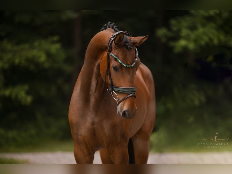 Hanoverian Gelding 3 years 16,1 hh Brown in Wehringen