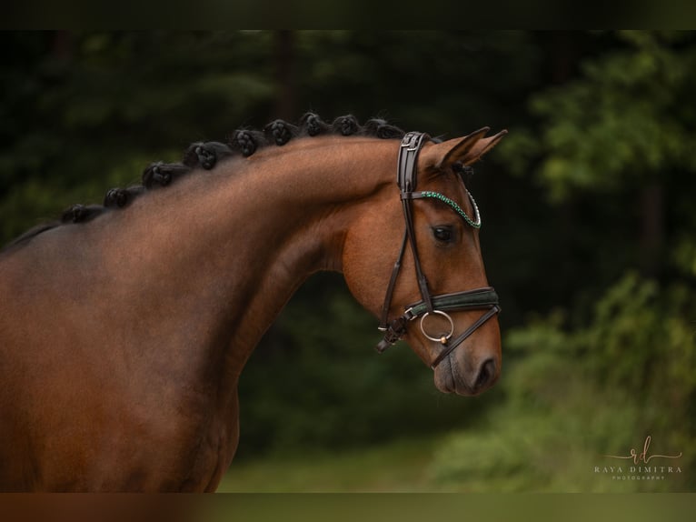 Hanoverian Gelding 3 years 16,1 hh Brown in Wehringen