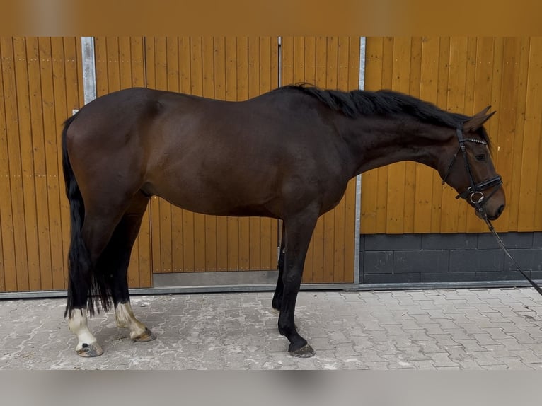 Hanoverian Gelding 3 years 16,1 hh Brown in Meinerzhagen