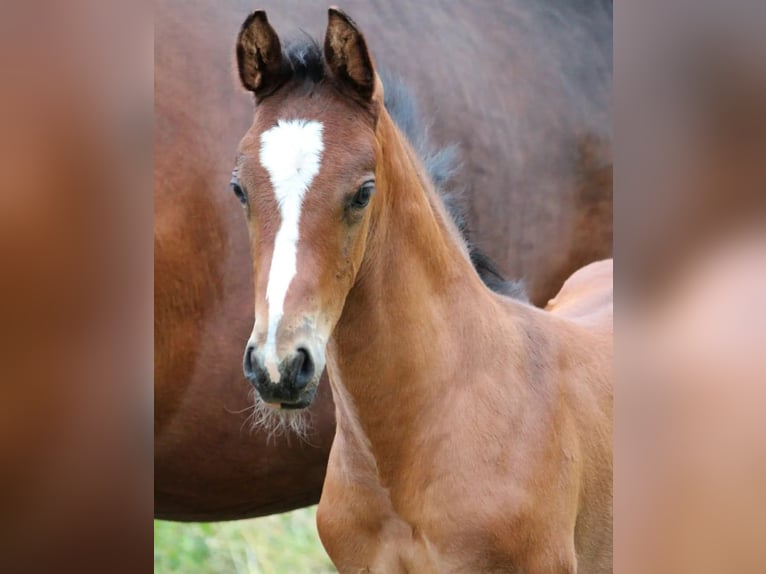 Hanoverian Gelding 3 years 16,1 hh Brown in Werlte