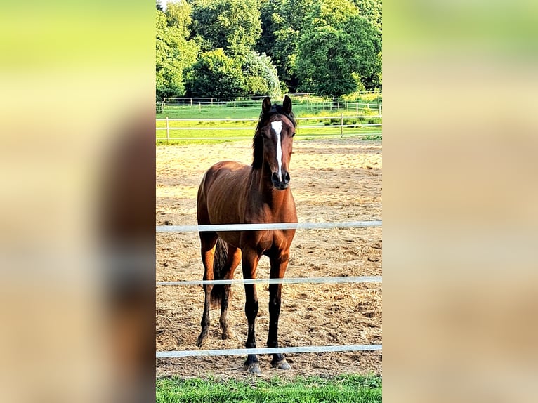Hanoverian Gelding 3 years 16,1 hh Brown in Werlte