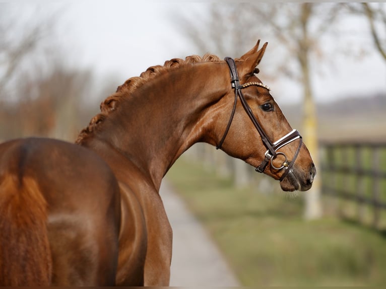 Hanoverian Gelding 3 years 16,1 hh Chestnut in Diepholz