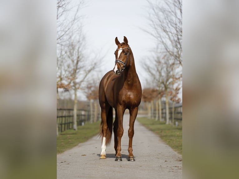 Hanoverian Gelding 3 years 16,1 hh Chestnut in Diepholz