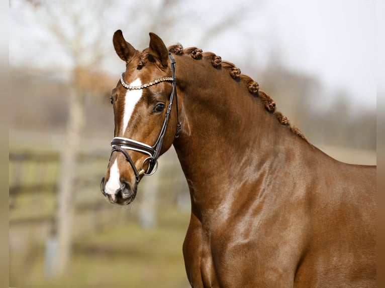 Hanoverian Gelding 3 years 16,1 hh Chestnut in Diepholz