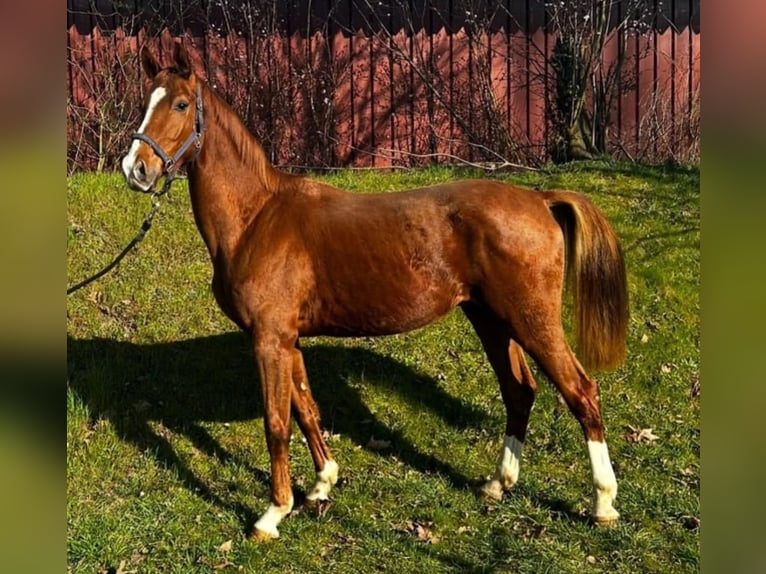 Hanoverian Gelding 3 years 16,1 hh Chestnut in Schee&#xDF;el