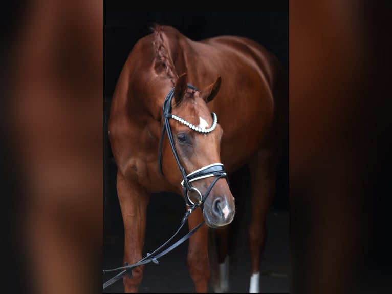Hanoverian Gelding 3 years 16,1 hh Chestnut-Red in Hassendorf