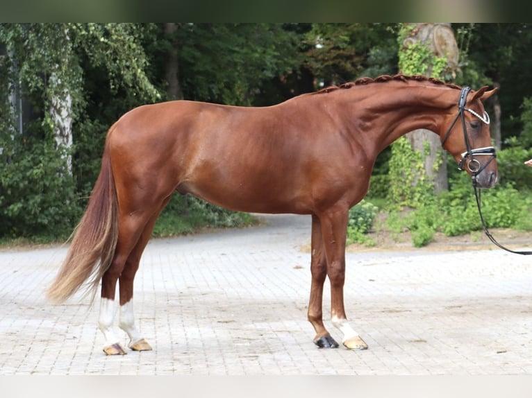 Hanoverian Gelding 3 years 16,1 hh Chestnut-Red in Hassendorf