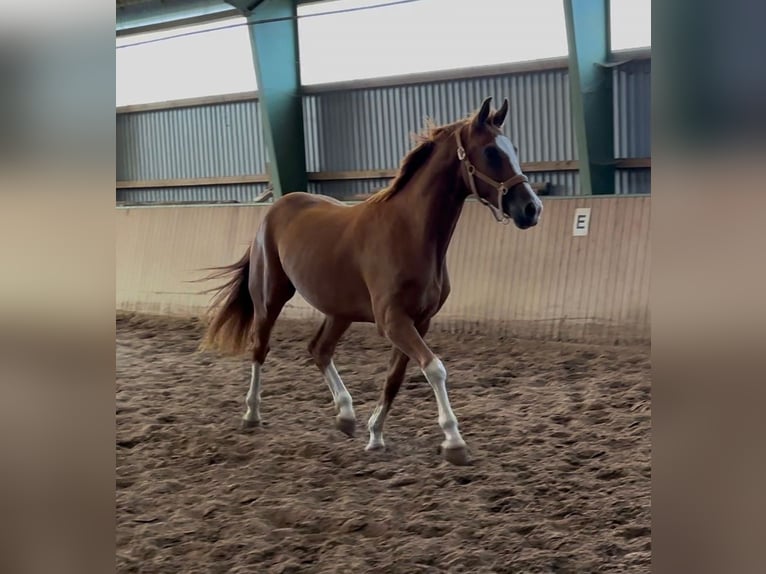 Hanoverian Gelding 3 years 16,1 hh Chestnut-Red in Odisheim