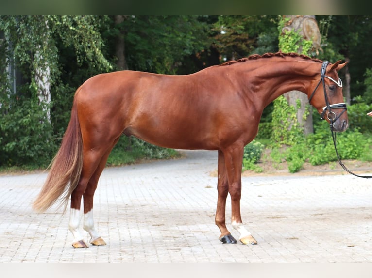 Hanoverian Gelding 3 years 16,1 hh Chestnut-Red in Ree&#xDF;um