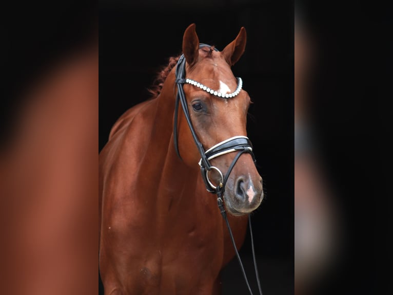 Hanoverian Gelding 3 years 16,1 hh Chestnut-Red in Ree&#xDF;um