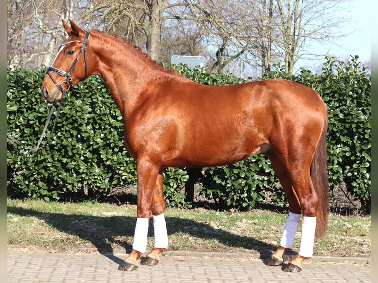 Hanoverian Gelding 3 years 16,1 hh Chestnut-Red in Selsingen