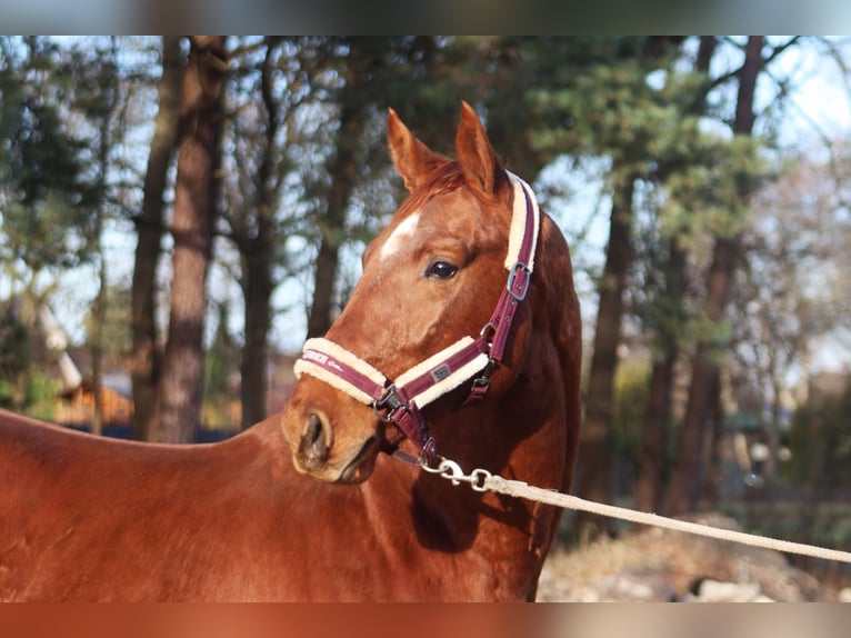 Hanoverian Gelding 3 years 16,1 hh Chestnut-Red in Reeßum