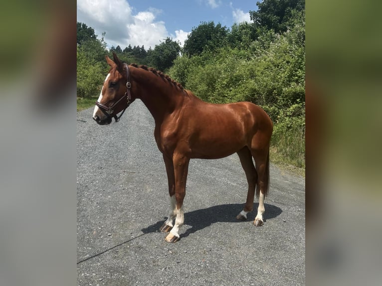 Hanoverian Gelding 3 years 16,1 hh Chestnut-Red in Löhnberg Hanoverian Gelding 3 years 16,1 hh Chestnut-Red in Löhnberg