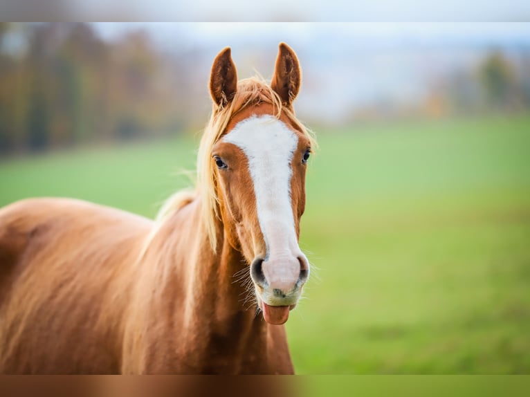Hanoverian Gelding 3 years 16,1 hh Chestnut-Red in Hüttenrode