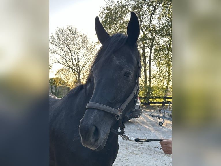 Hanoverian Gelding 3 years 16,1 hh Grey in D&#xF6;hle