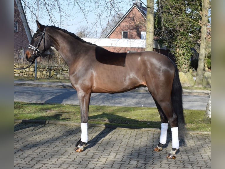 Hanoverian Gelding 3 years 16,2 hh Bay-Dark in Fredenbeck