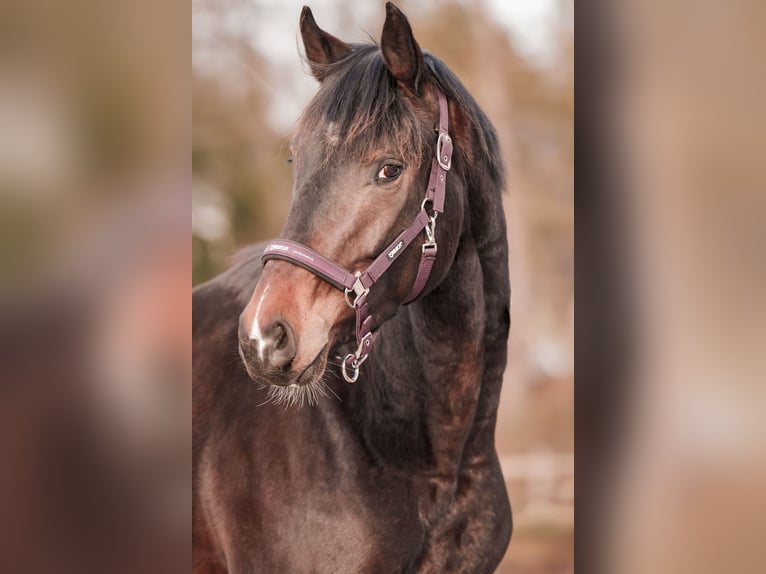 Hanoverian Gelding 3 years 16,2 hh Bay-Dark in Sankt Augustin