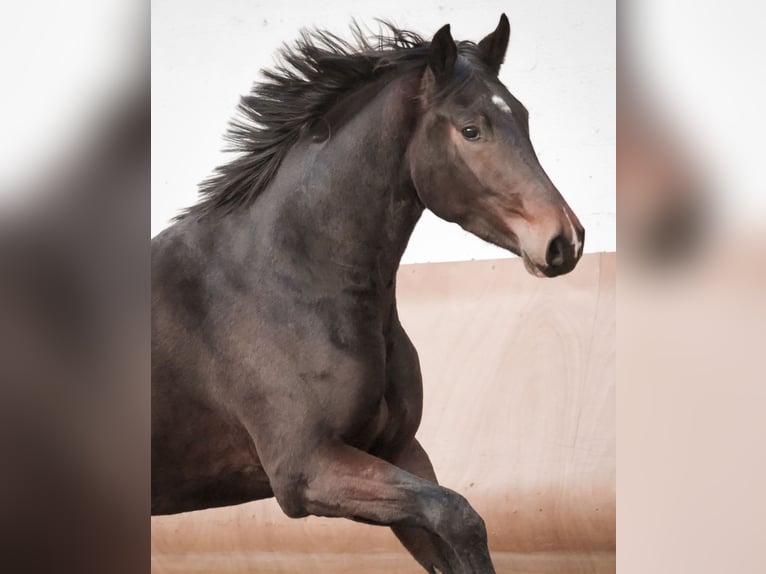 Hanoverian Gelding 3 years 16,2 hh Bay-Dark in Sankt Augustin