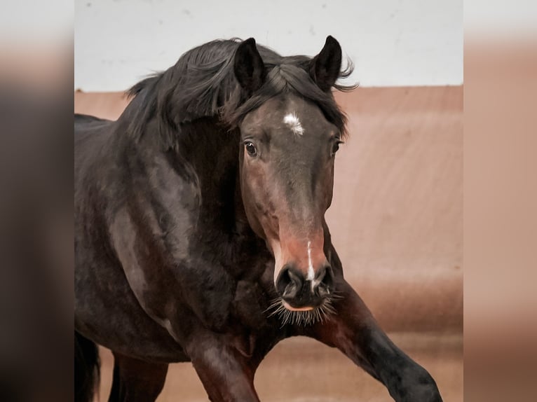 Hanoverian Gelding 3 years 16,2 hh Bay-Dark in Sankt Augustin