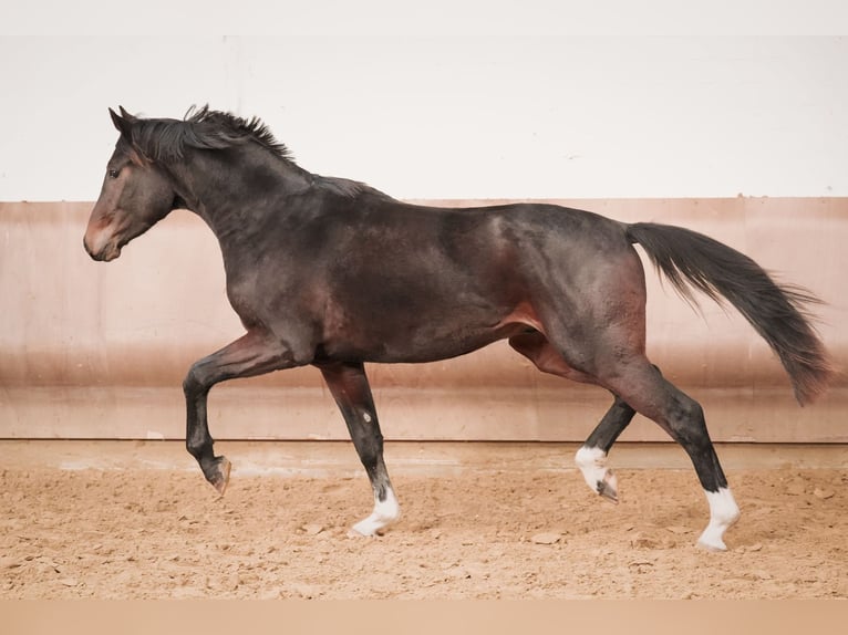 Hanoverian Gelding 3 years 16,2 hh Bay-Dark in Sankt Augustin