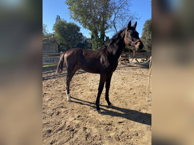 Hanoverian Gelding 3 years 16,2 hh Bay-Dark in Sant Gregori (Municipio)
