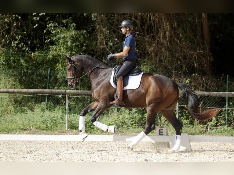 Hanoverian Gelding 3 years 16,2 hh Bay-Dark in Sant Gregori (Municipio)