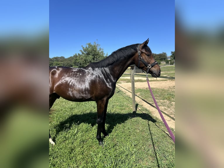Hanoverian Gelding 3 years 16,2 hh Bay-Dark in Sant Gregori (Municipio)