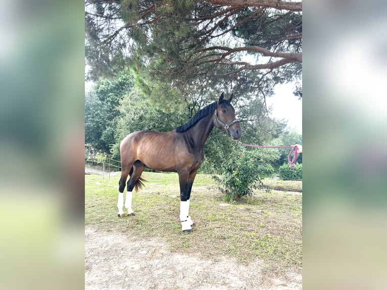 Hanoverian Gelding 3 years 16,2 hh Bay-Dark in Sant Gregori (Municipio)