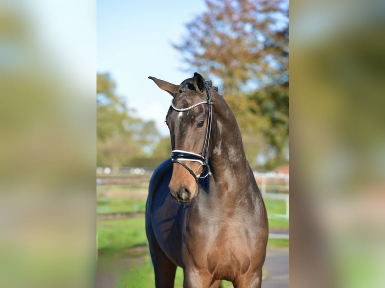 Hanoverian Gelding 3 years 16,2 hh Bay-Dark in Vechta