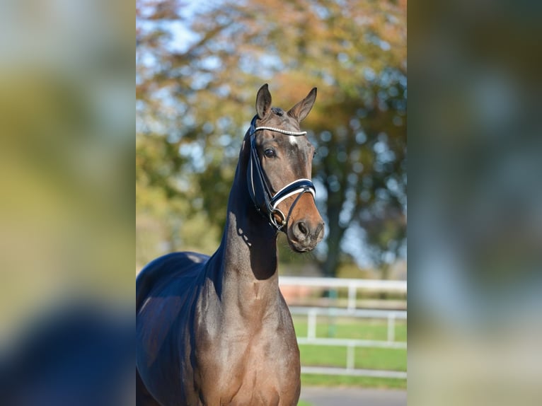 Hanoverian Gelding 3 years 16,2 hh Bay-Dark in Vechta