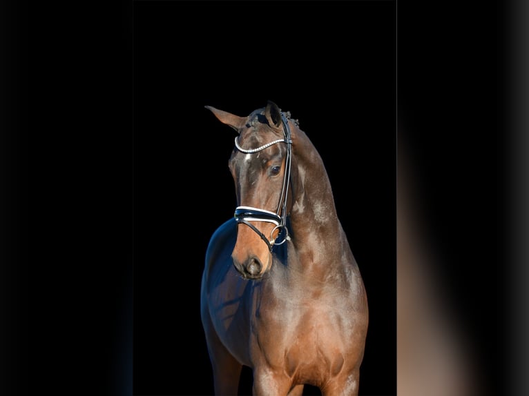 Hanoverian Gelding 3 years 16,2 hh Bay-Dark in Vechta