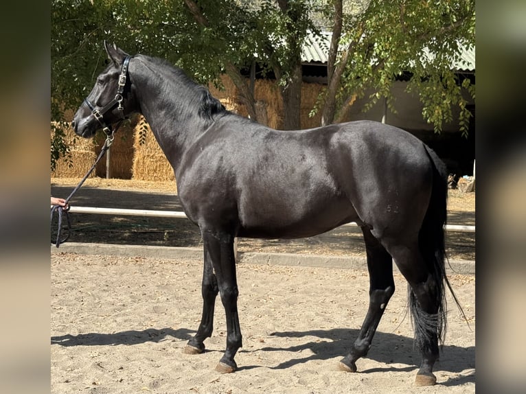 Hanoverian Gelding 3 years 16,2 hh Black in Escalona